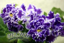 Photo of Фиалка: тайны здорового роста