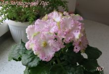 Photo of Фиалки: загадочные цветы