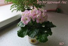Photo of Фиалки: загадочные цветочки