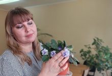 Photo of Как обеспечить фиалке свет
