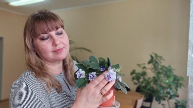 Photo of Как обеспечить фиалке свет