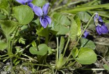 Photo of Фиалка: как обеспечить процветание
