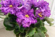 Photo of Фиалки: тайны природы