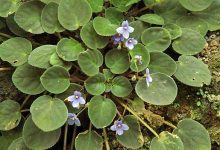 Photo of Фиалки: великолепие природы