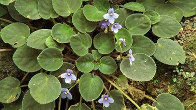 Photo of Фиалки: великолепие природы