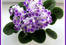 Photo of Фиалки: фасцинирующие факты
