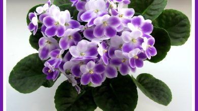 Photo of Фиалки: фасцинирующие факты