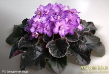 Photo of Фиалки: загадочные растения