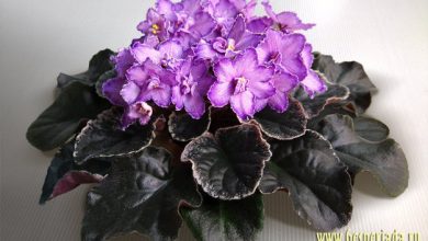 Photo of Фиалки: загадочные растения
