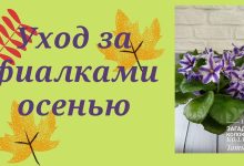 Photo of Советы по уходу за фиалками весной