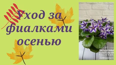Photo of Советы по уходу за фиалками весной