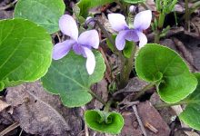Photo of Фиалки: удивительное многообразие
