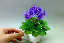 Photo of Как ухаживать за фиалкой