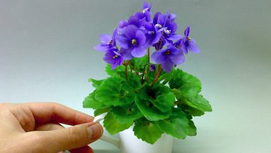 Photo of Как ухаживать за фиалкой