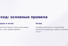 Photo of Простые советы по уходу за фиалками
