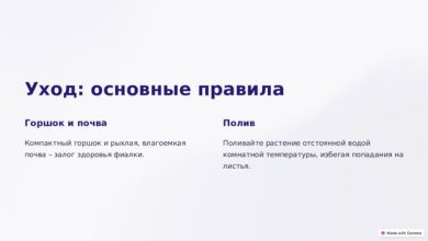 Photo of Простые советы по уходу за фиалками
