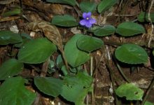 Photo of Фиалки: секреты природы